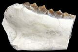 Oreodont (Merycoidodon) Jaw Section - South Dakota #128109-1